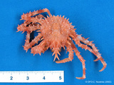 Lithodes maja - small spiny crab, author: Fisheries and Oceans Canada, Claude Nozres