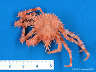 Lithodes maja - small spiny crab