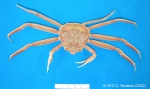 Chionoecetes opilio - snow crab (small)