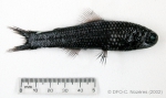 Lampadena speculigera - mirror lanternfish (typical)