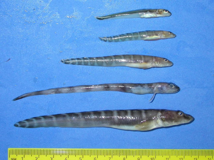 Lycodes polaris (small polar eelpouts) and a wolf eelpout Lycodes polaris (small polar eelpouts) and a wolf eelpout