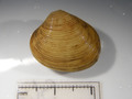 Mollusca (molluscs)