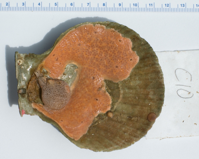 Chlamys islandica shell with encrusting organisms