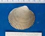 Clinocardium ciliatum - cockle shell