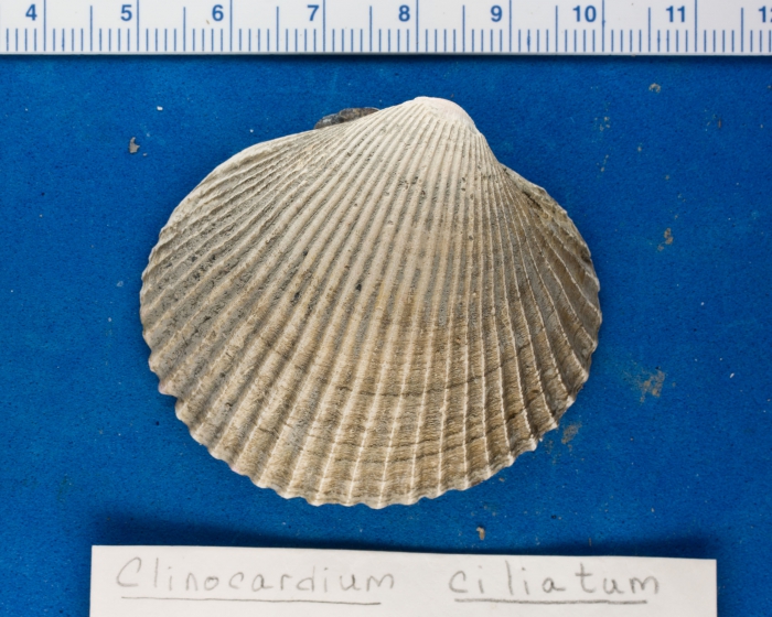 Clinocardium ciliatum - cockle shell Clinocardium ciliatum - cockle shell