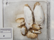 Hiatella arctica in collection