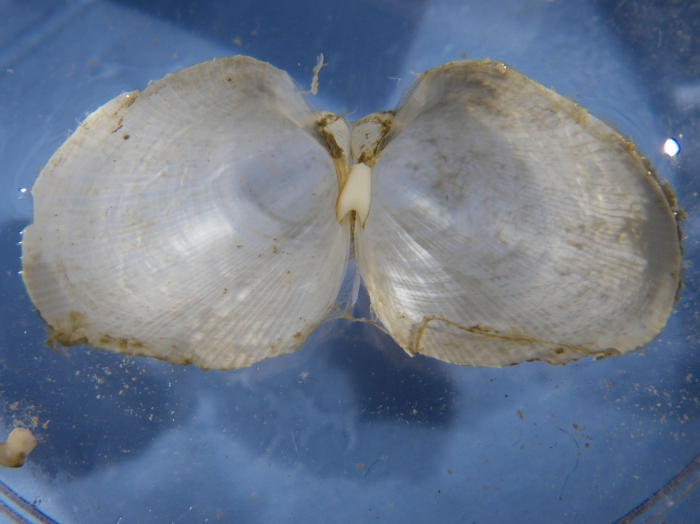 Lyonsiella (interior of valves) Lyonsiella (interior of valves)
