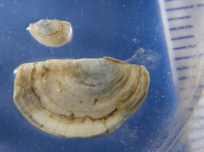 Pandora glacialis (pair) Pandora glacialis (pair)
