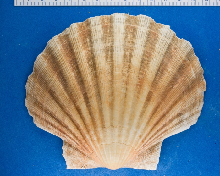 A right valve of Pecten maximus (Linnaeus, 1758)