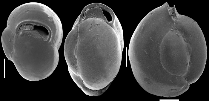 Miliolinella subrotunda, New Zealand Miliolinella subrotunda, New Zealand