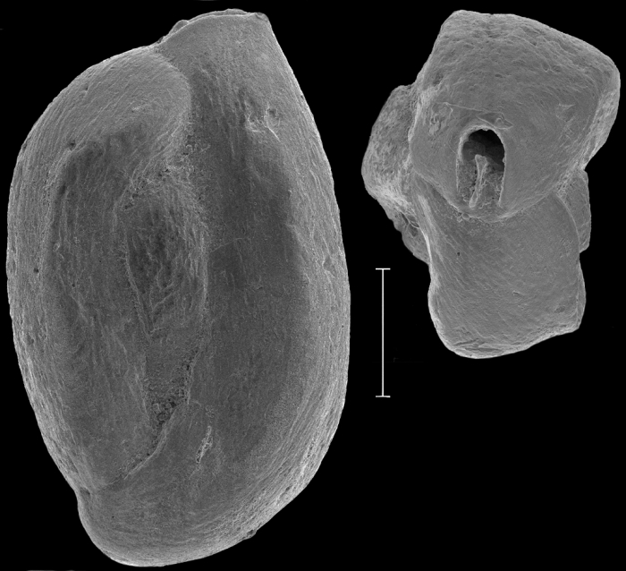 Quinqueloculina parvaggluta, New Zealand