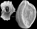 Chromista - Foraminifera (foraminifers)