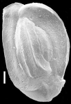 Quinqueloculina rebeccae, New Zealand