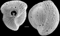 Chromista - Foraminifera (foraminifers)