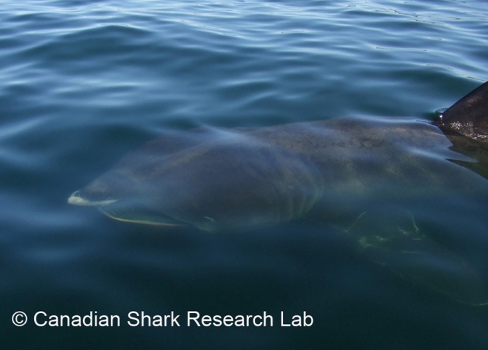 Basking shark Basking shark