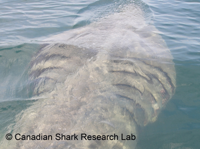 Basking shark Basking shark