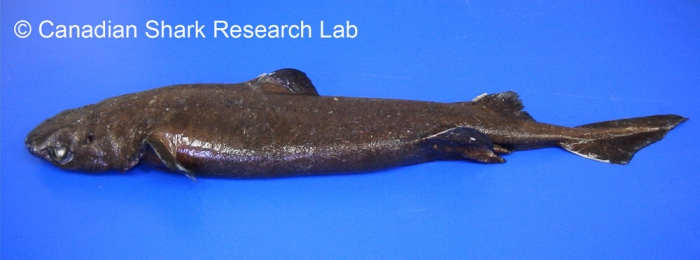 Black dogfish Black dogfish