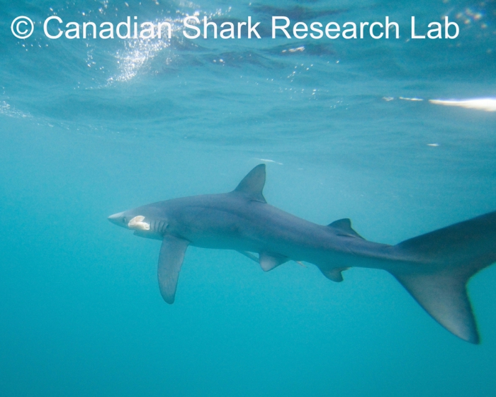 Blue shark (Prionace glauca) tagged from the boat with a harness