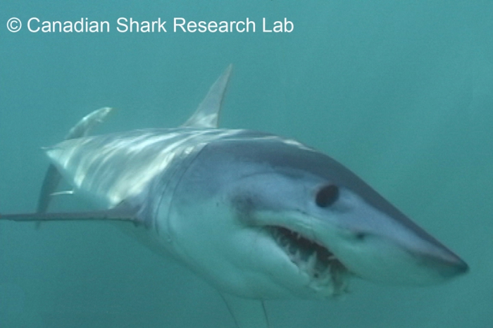 Mako shark Mako shark