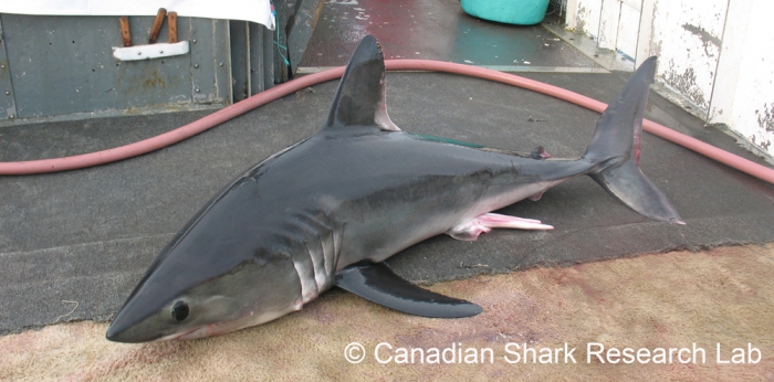 Porbeagle shark