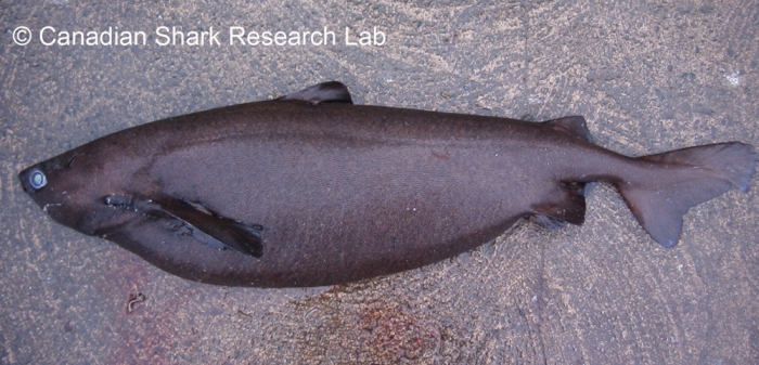Portuguese dogfish Portuguese dogfish