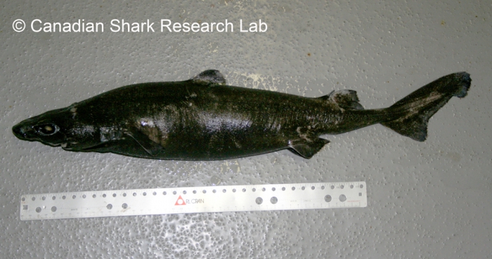 Rough Sagre shark Rough Sagre shark
