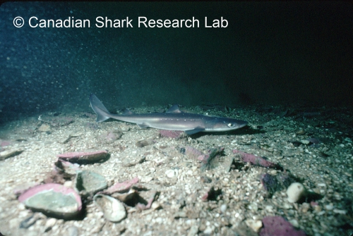 Spiny dogfish