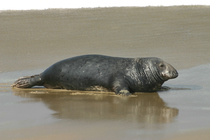 Grey seal  - male