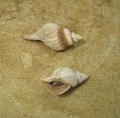 Mollusca (molluscs)