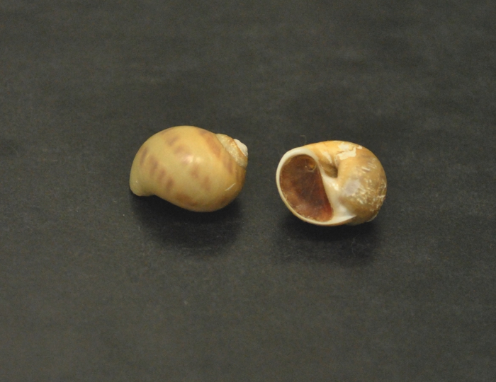 Euspira triseriata Euspira triseriata