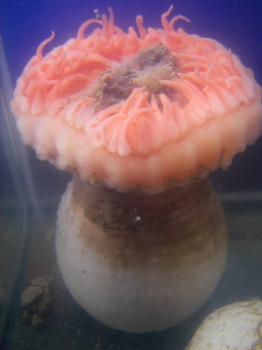 Actinauge cristata - anemone in aquarium
