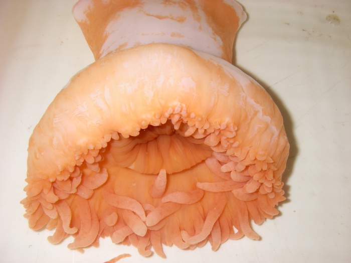 Actinostola callosa - large sea anemone