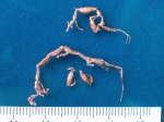 Aeginina longicornis - pair of skeleton shrimps