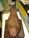 Anarhichas denticulatus - preserved specimen