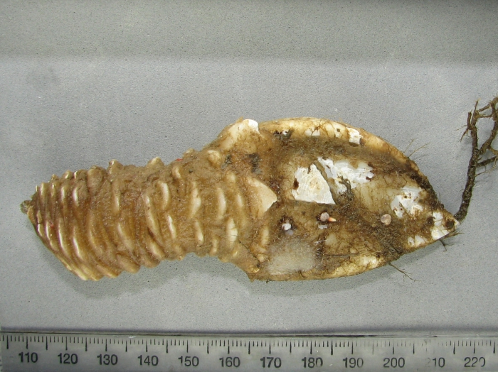 Arcoscalpellum michelottianum