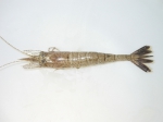 Crangon septemspinosa - sand shrimp