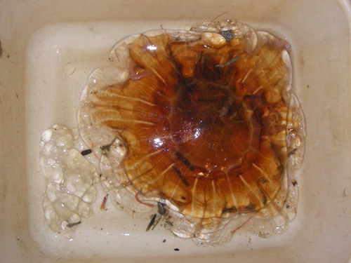 Cyanea capillata