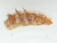 Dendronotus frondosus - nudibranch