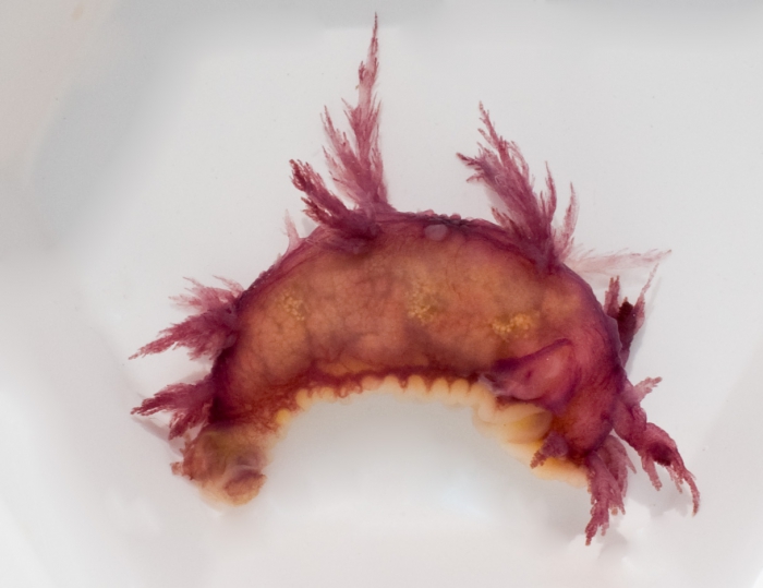 Dendronotus frondosus - nudibranch from tide poool