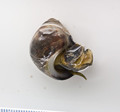 Mollusca (molluscs)