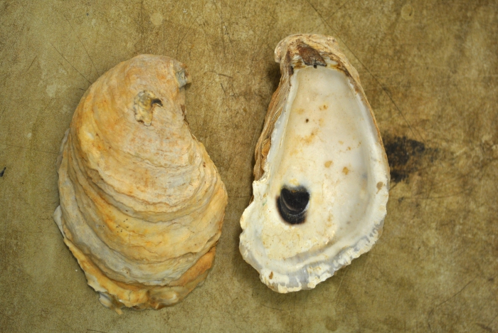 Crassostrea virginica