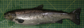 Salmoniformes