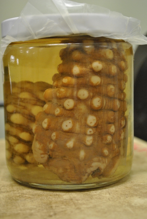 Hormathia nodosa Hormathia nodosa