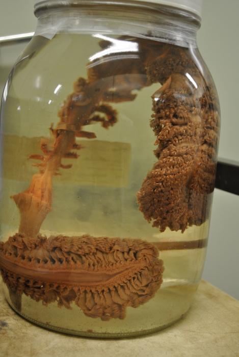Pennatula grandis Pennatula grandis