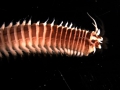 Polychaeta (bristle worms)