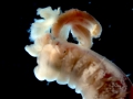 Polychaeta (bristle worms)