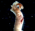 Polychaeta (bristle worms)