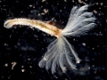 Polychaeta (bristle worms)