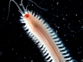 Polychaeta (bristle worms)