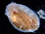 Sea cucumbers